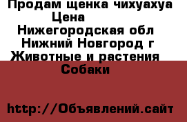 Продам щенка чихуахуа › Цена ­ 10 000 - Нижегородская обл., Нижний Новгород г. Животные и растения » Собаки   